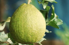 POMELO.png