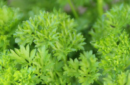 PARSLEY.png