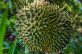DURIAN.png