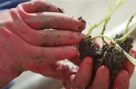 Nutrilite Organic Farming From Seed to Supplement.jpg