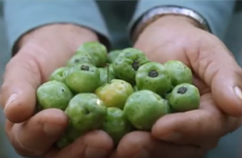 Acerola Cherries The Key to Nutrilite Vitamin C.jpg